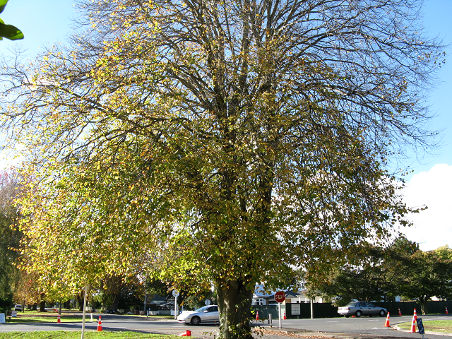 Lime tree- Cambridge Tree Trust